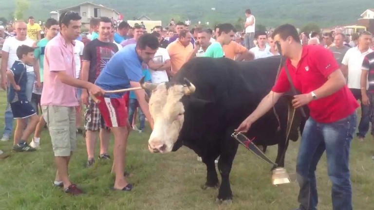 Borba Bikova – bullfighting Posušje 2013
