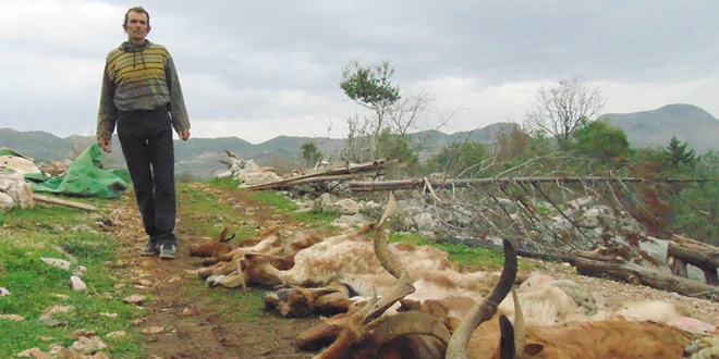 LJUDSKA ZLOBA: Ljubušaku Luki Bebeku otrovano stado koza