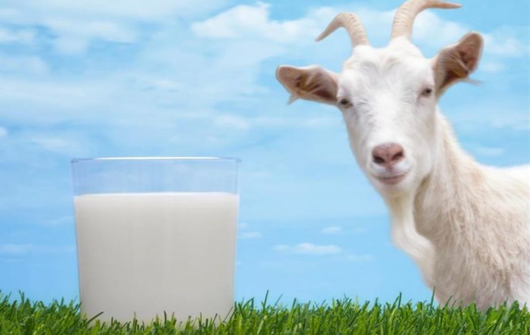 Kravlje, kozje i magareće mlijeko ili sojino, bademovo i kokosovo: Koje odabrati i zašto?