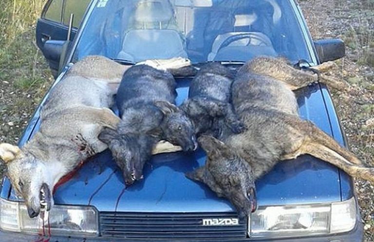 Lovci u Posušju su spremni pokazati kako imaju snage i lovačkoga oružja kako bi stali na put opasnim vucima