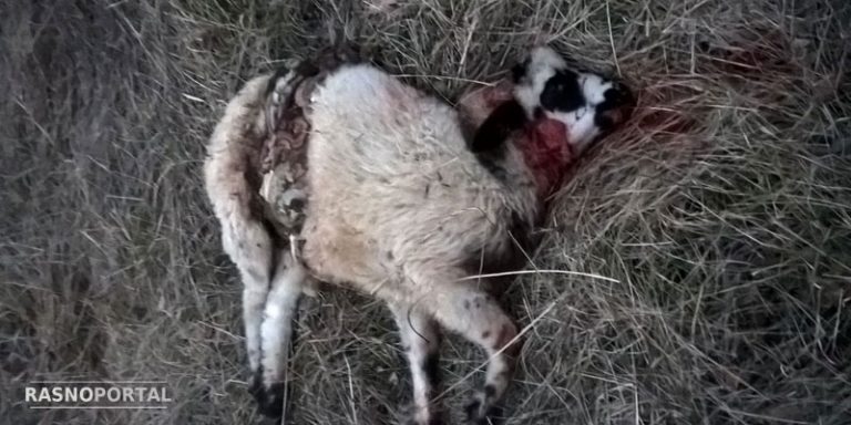 Vukovi u Rasnu napali stado ovaca i ubili njih 7