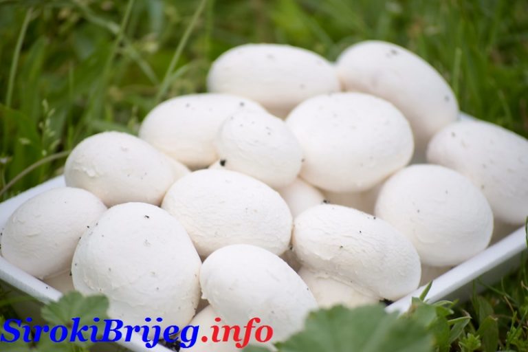 5 osnovnih prednosti gljiva