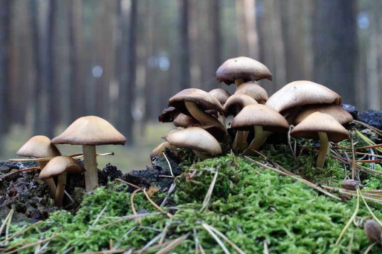 Naučite razlikovati otrovne gljive od jestivih