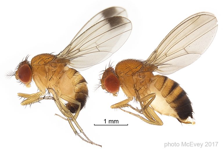 OBAVIJEST ZA POLJOPRIVREDNIKE: Velika najezda “Drosophila suzukii” – hitno uništavanje zaraženih plodova
