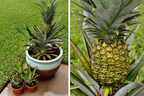 Jednostavno rješenje kako sami možete uzgojiti ananas