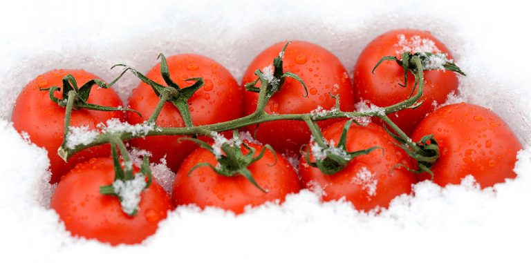 Ako mislite zadržati kvalitetu i ukus, kupljene rajčice nemojte stavljati u hladnjak ni na jedan dan!