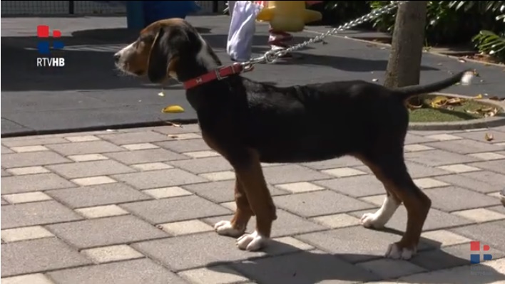 VIDEO: U Širokom Brijegu je održana izložba pasa